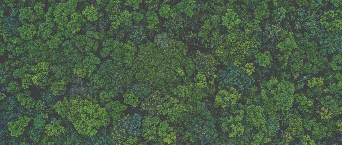 Testata Green.jpg